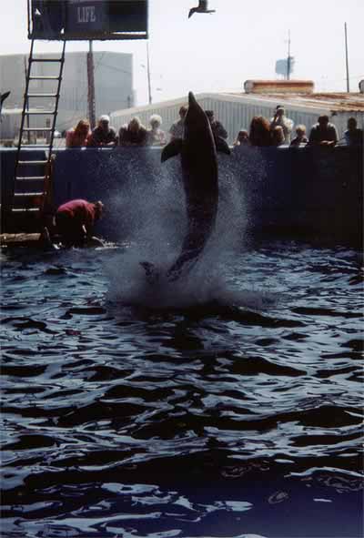 Dolphin jumping